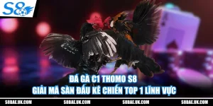 Đá Gà C1 Thomo S8 - Giải Mã Sàn Đấu Kê Chiến Top 1 Lĩnh Vực