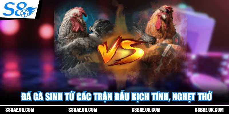 Đá gà sinh tử các trận đấu kịch tính, nghẹt thở